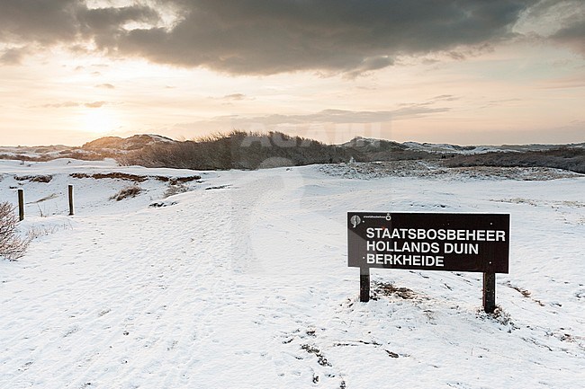 Sign of Staatsbosbeheer in snow-covered dunes at Nationaal Park Hollandse Duinen stock-image by Agami/Marc Guyt,