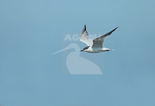 Gull-billed Tern (Gelochelidon nilotica), third calender year in flight showing upper wing. stock-image by Agami/Fred Visscher,