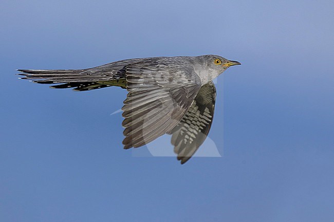 Common Cuckoo (Cuculus canorus) in Italy. stock-image by Agami/Daniele Occhiato,