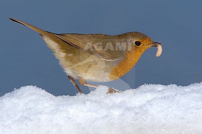 Roodborst zittend in sneeuw met voer; European Robin perched in snow with food stock-image by Agami/Daniele Occhiato,