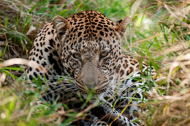 Portrait of a male leopard, Panthera pardus, resting and hiding in tall grass. Mala Mala Game Reserve, South Africa. stock-image by Agami/Sergio Pitamitz,