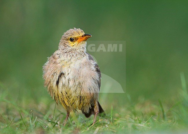 Rose-coloured Starling - Rostenstar - Pastor roseus, Germany, 1st cy stock-image by Agami/Ralph Martin,