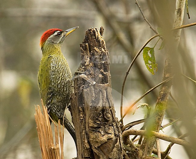 Streak-throated Woodpecker perched on branch stock-image by Agami/Marc Guyt,