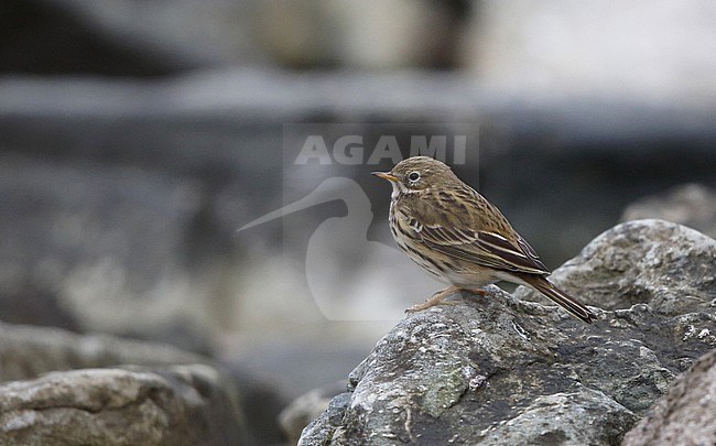 Meadow Pipit, Anthus pratensis, at Öland, Sweden stock-image by Agami/Helge Sorensen,