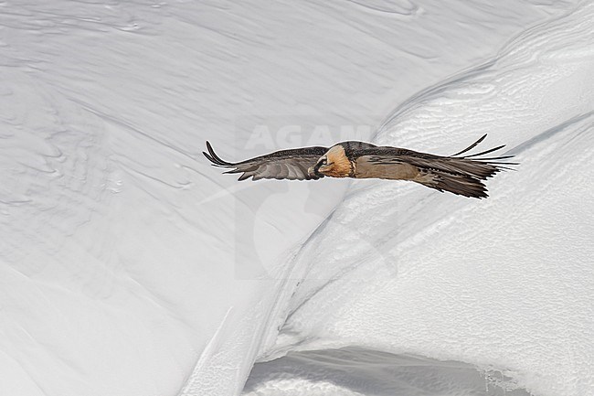 Adult  Bearded Vulture (Gypaetus barbatus) flying over snow covered moutain landscape in the swiss alps. stock-image by Agami/Marcel Burkhardt,