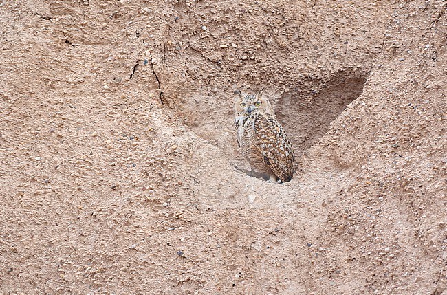 Pharaoh Eagle-Owl (Bubo ascalaphus) at its nest in a desert bank, room for text, Kuwait stock-image by Agami/Tomas Grim,