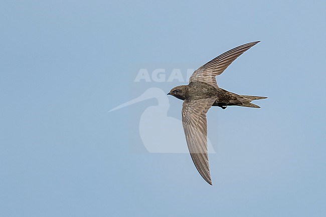 Common Swift (Apus apus) flying agains blue sky in Bulgaria. stock-image by Agami/Marcel Burkhardt,