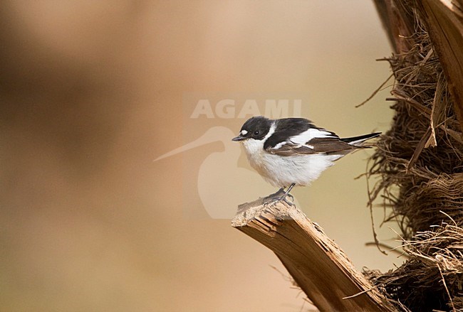 Balkanvliegenvanger mannetje zittend op palmtak; Semi-collared Flycatcher male perched on palmbranch stock-image by Agami/Marc Guyt,