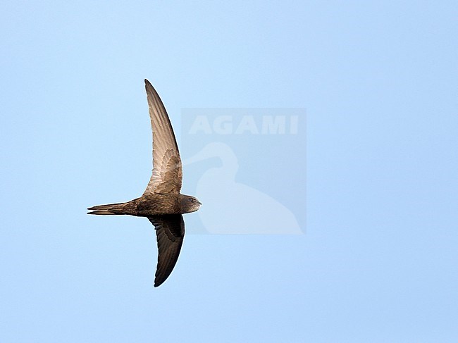 Common Swift (Apus apus) in the Netherlands. In flight. stock-image by Agami/Ran Schols,