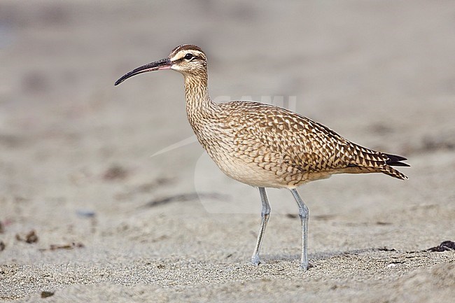 Hudsonian Whimbrel (Numenius hudsonicus) feeding on a beach in Washington, USA. stock-image by Agami/Glenn Bartley,