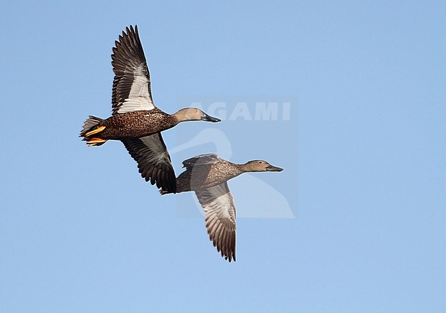 Cape shoveler, Anas smithii, flying male and female, Western Cape, South Africa stock-image by Agami/Karel Mauer,