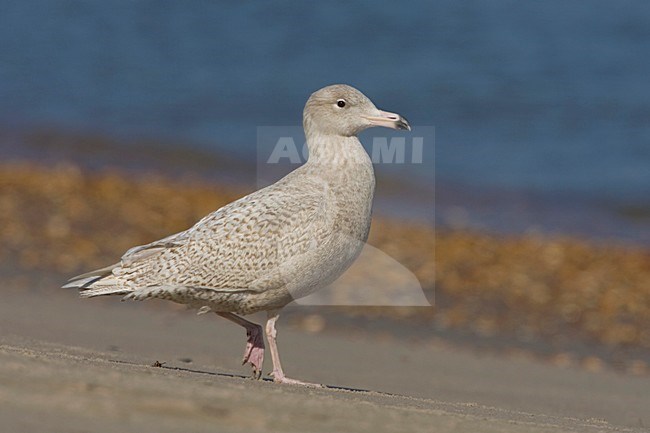 Jonge Grote Burgemeester; Young Glaucous Gull stock-image by Agami/Arie Ouwerkerk,