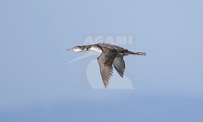 First-winter Common Loon (Gavia immer) in flight against a grey sky as background. stock-image by Agami/Brian Sullivan,