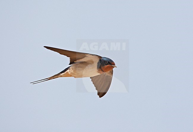 Vliegende Boerenzwaluw; Barn Swallow in flight stock-image by Agami/Roy de Haas,