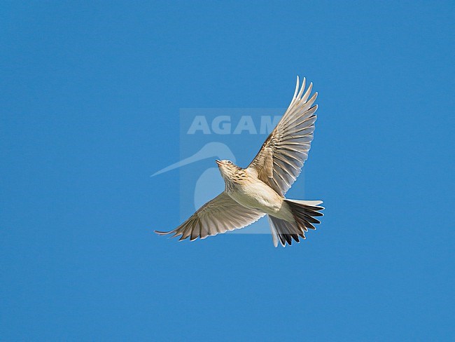 Flying Eurasian Skylark (Alauda arvensis) in song flight in blue sky showing underside stock-image by Agami/Ran Schols,