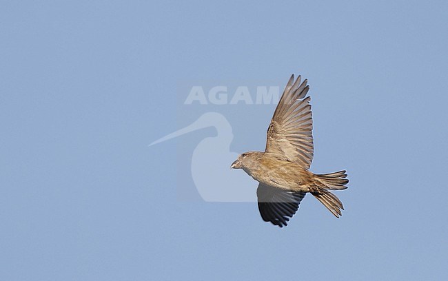 Parrot Crossbill (Loxia pytyopsittacus) in flight at Melby in Denmark. Banking away, showing under wing pattern. stock-image by Agami/Helge Sorensen,