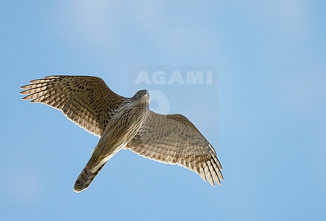 Havik vliegend; Northern Goshawk flying stock-image by Agami/Markus Varesvuo,