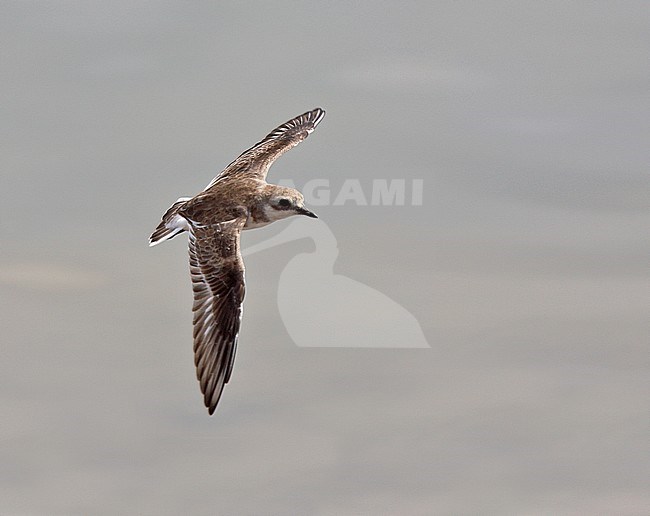 Lesser Sand Plover (Charadrius mongolus). Non-breeding bird in flight above water, seen from above. stock-image by Agami/Andy & Gill Swash ,