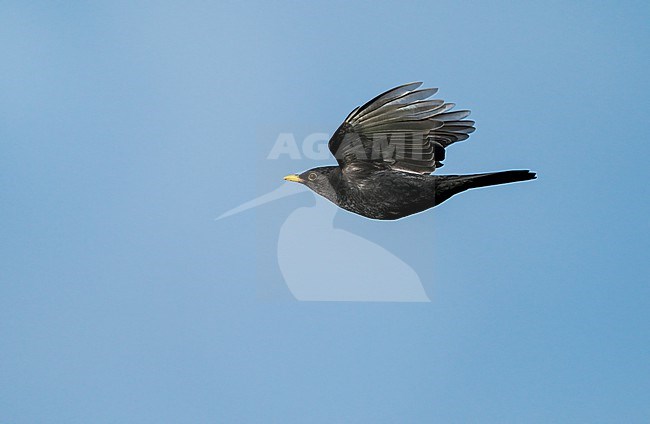 Adult male Common Blackbird (Turdus merula) flying, migrating in blue sky in side view stock-image by Agami/Ran Schols,