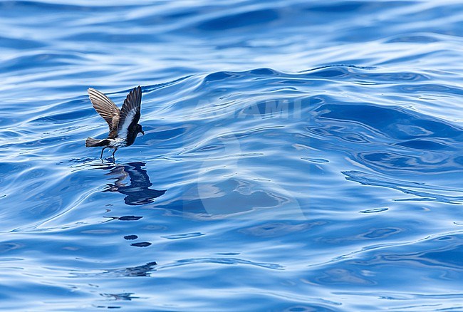 New Zealand Storm Petrel (Fregetta maoriana), a critically endangered seabird species endemic to New Zealand. Flying above the ocean surface. stock-image by Agami/Marc Guyt,