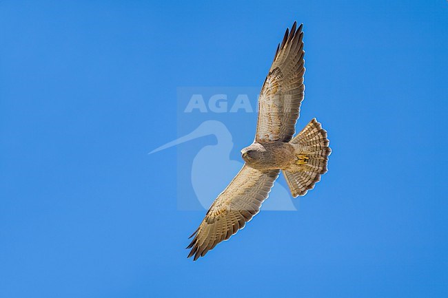 Adult (intermediate morph)
San Diego Co., CA
April 2023 stock-image by Agami/Brian E Small,