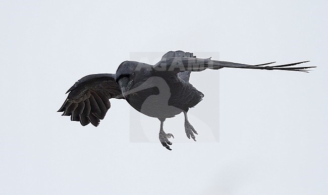 Common Raven, Raaf, Corvus corax ssp. corax, Norway stock-image by Agami/Ralph Martin,