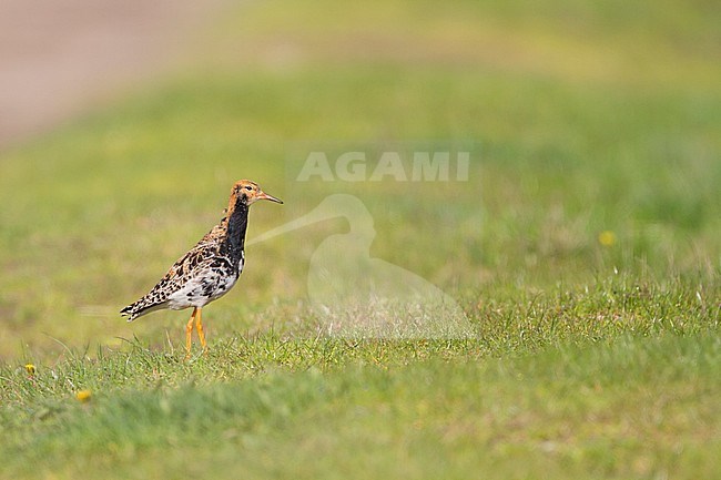 Kemphaan, Ruff, Philomachus pugnax, Poland, adult, male stock-image by Agami/Ralph Martin,