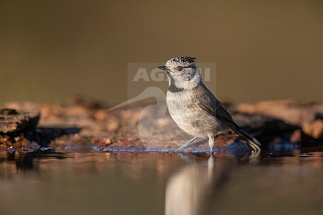 Crested Tit (Lophophanus cristatus mitratus) in Spain. Standing in shallow water of drinking pool. stock-image by Agami/Marc Guyt,