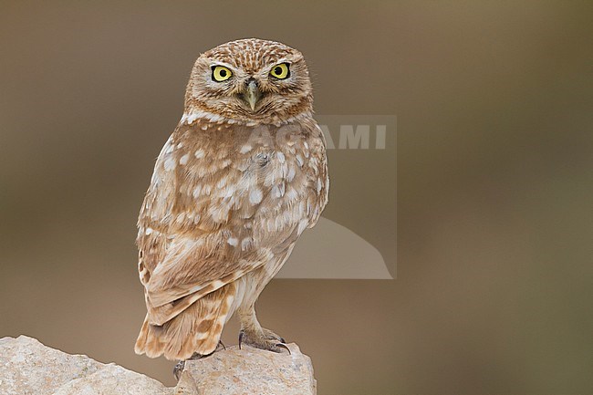 Little Owl - Steinkauz - Athene noctua saharae, Morocco, adult stock-image by Agami/Ralph Martin,