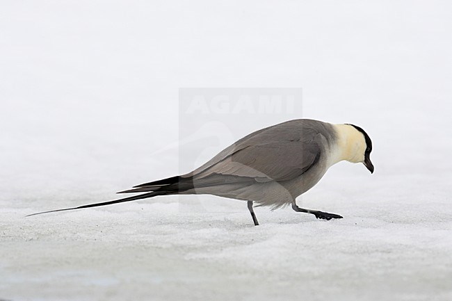 Kleinste Jager op het ijs; Long-tailed Skua standing on ice stock-image by Agami/Markus Varesvuo,