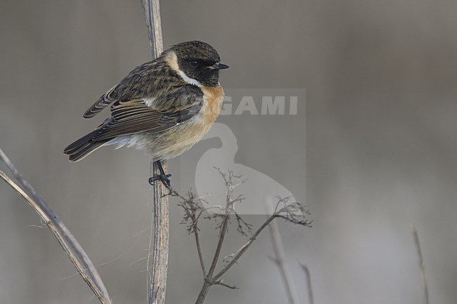 European Stonechat male winterplumage perched; Roodborsttapuit man winterkleed zittend stock-image by Agami/Daniele Occhiato,