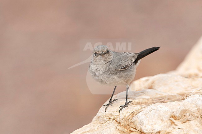 Blackstart (Cercomela melanura) a resident breeder in desert area’s of Israel. stock-image by Agami/Marc Guyt,