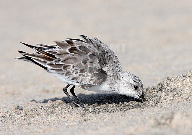 Adult non-breeding
Los Angeles Co., CA
May 2009 stock-image by Agami/Brian E Small,