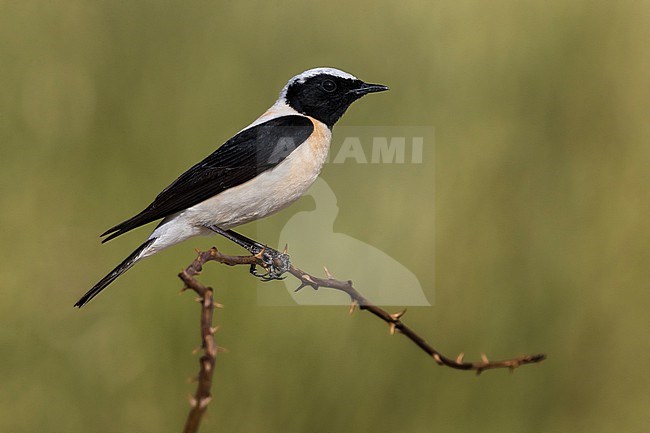 Adult male Eastern Black-eared Wheatear, Oenanthe melanoleuca, in Italy. stock-image by Agami/Daniele Occhiato,