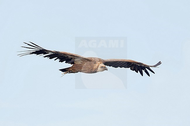 Eurasian Griffon Vulture - Gänsegeier - Gyps fulvus ssp. fulvus, Spain, 4th cy stock-image by Agami/Ralph Martin,