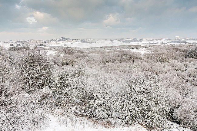 Snow-covered shrubs in dunes at Nationaal Park Hollandse Duinen stock-image by Agami/Marc Guyt,