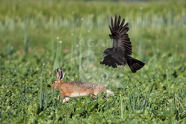 Carrion Crow - Rabenkrähe - Corvus corone ssp. corone, Germany, adult stock-image by Agami/Ralph Martin,