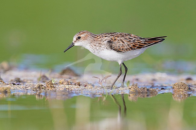 Little Stint (Calidris minuta), side view of an adult standing on the mud, Campania, Italy stock-image by Agami/Saverio Gatto,