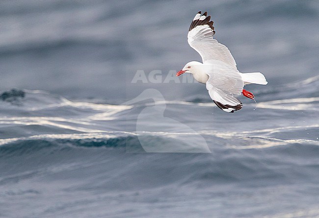 Adult Red-billed Gull (Chroicocephalus novaehollandiae scopulinus) on South Island in New Zealand. stock-image by Agami/Marc Guyt,