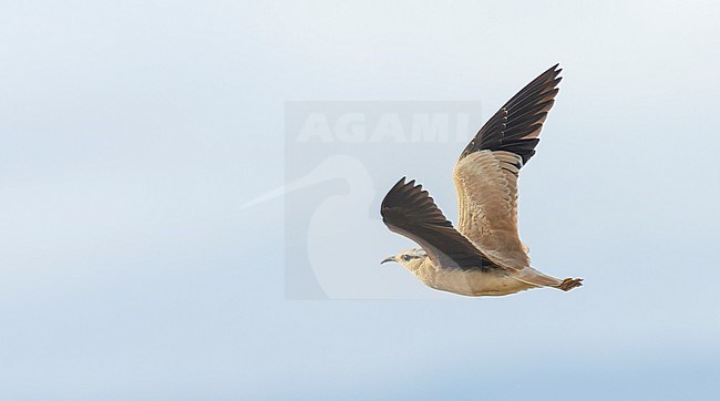 First-winter Cream-colored Courser (Cursorius cursor) at Tarragona, Cataluna, Spain. stock-image by Agami/Marc Guyt,