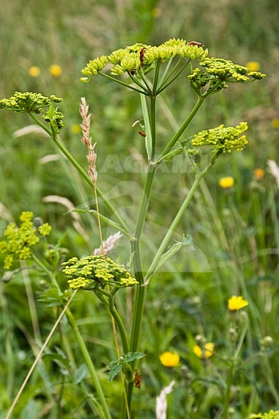 Pastinaak wordt ook gekweekt en wortel wordt gegeten; The carrot of Wild Parsnip can be eaten stock-image by Agami/Arnold Meijer,