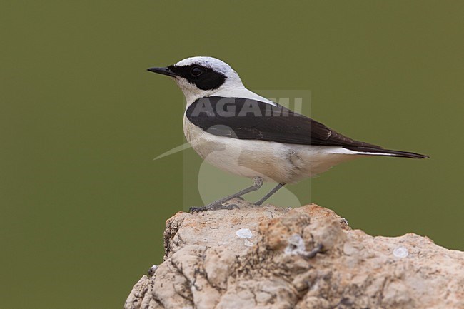 Oostelijke Blonde Tapuit man zittend op rots; Eastern Black-eared Wheatear male perched on rock stock-image by Agami/Daniele Occhiato,