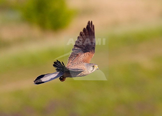 Volwassen mannetje Torenvalk in vlucht; Adult male Common Kestrel in flight stock-image by Agami/Markus Varesvuo,