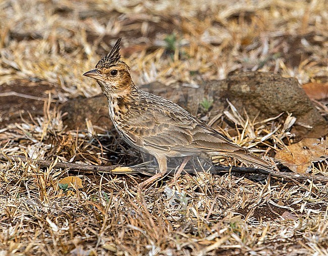 Malabar Lark (Galerida malabarica) standing on open arid ground in the Western Ghats, India. stock-image by Agami/Andy & Gill Swash ,