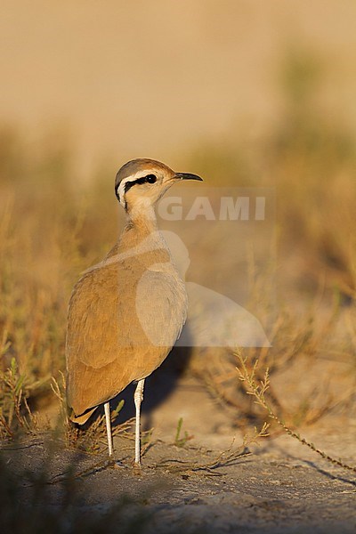 Cream-coloured Courser - Rennvogel - Cursorius cursor ssp. cursor, Morocco, adult stock-image by Agami/Ralph Martin,