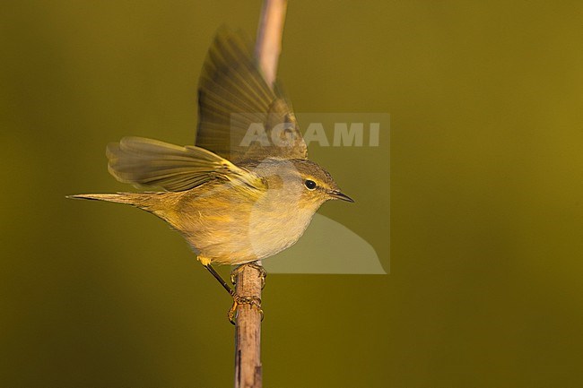 Wintering Common Chiffchaff, Phylloscopus collybita, in Italy. stock-image by Agami/Daniele Occhiato,