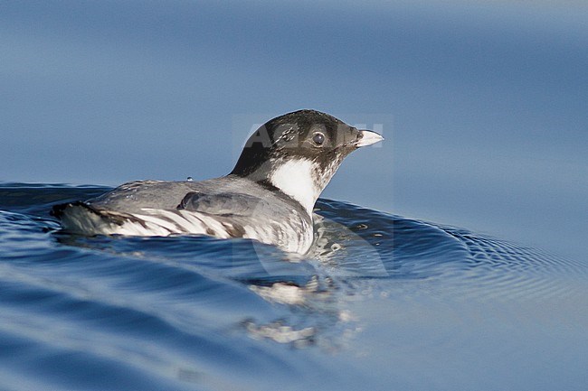 Ancient Murrelet (Synthliboramphus antiquus) swimming on the ocean near Victoria, BC, Canada. stock-image by Agami/Glenn Bartley,