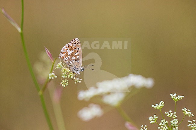 Female Chalk-hill Blue, Polyommatus coridon stock-image by Agami/Wil Leurs,