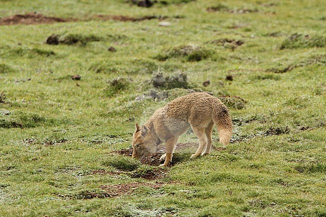 Tibetan sand fox (Vulpes ferrilata) walking on the upland plains on the Tibetan Plateau of China. stock-image by Agami/James Eaton,