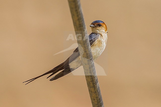 Adult perched on a wire in SE Turkey. stock-image by Agami/Vincent Legrand,